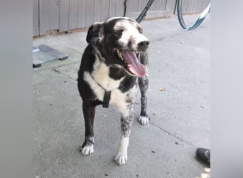 Mady eine verspielter Familienhund