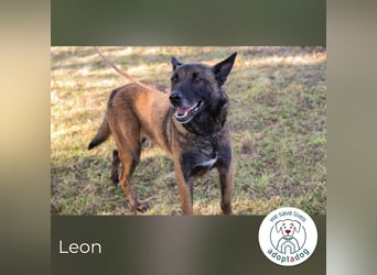 Leon: Malinois-Fans aufgepasst!