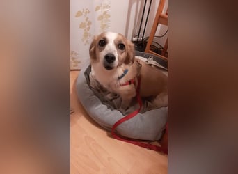 Mira, zuckersüße kleine Traumhündin, sozial, katzenverträglich