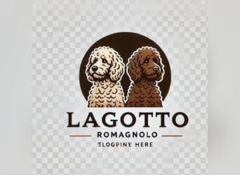 4 süße weibliche reinrassige Lagotto Romagnolo Welpen suchen ein liebevolles Zuhause