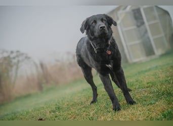 Kaukase-Hovawart Mix sucht neues Zuhause