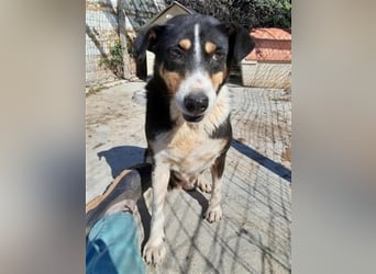 Sanfte, liebe Alexa sucht ruhiges Zuhause