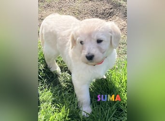Goldendoodle & Labradoodle Labrador+Golden+Retriever+Pudel Welpen