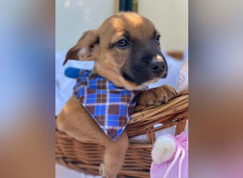 Barney LM - Zuhause gesucht – Neun kleine Hundekinder auf großer Mission