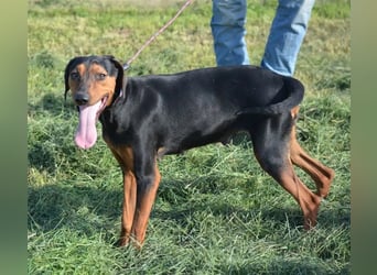 NOTFALL - „Lena“, hält den Stress im Tierheim nicht aus. Ca. 2022 geb. Weint ganz doll im Zwinger