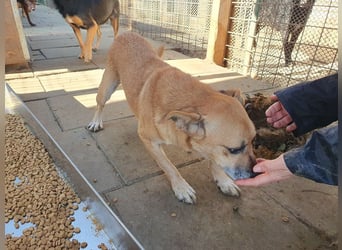 ♥SIMBA♥ super lieber, hübscher, verspielter Rüde mit den Knopfaugen 40 cm