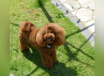 Wunderschöne Cavapoo Welpen F1 (Toypudel/Zwergpudel + Cavalier King Charles Spaniel) mit Ahnentafel