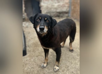 ⭐️KALENA⭐️, Hündin, 10 Jahre, 42 cm, Mischling, Tierschutz