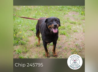 Chip 156926: Sucht ein Zuhause