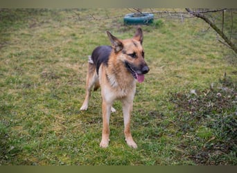 Flash – Dein Partner mit der kalten Schnauze