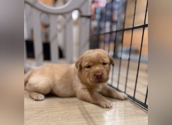 Labrador Welpen mit Ahnentafel