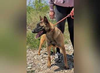 Schäferhund(mix) Freunde aufgepasst – hier kommt unsere Reika