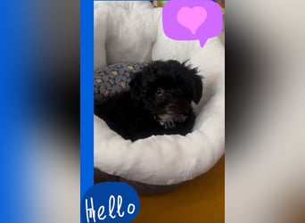Maltipoo Rüde