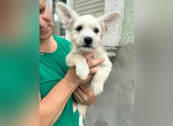 Snoopy, geboren 01.05.2025, 23cm sucht sein Körbchen