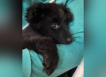AMICO❤️ bezaubernder kroat. Schäferhund-Mix-Junge und eine pure 4-Pfoten-Amore