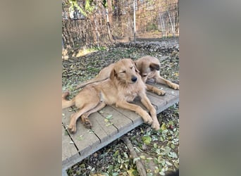 Charmanter Traumbub OLIVER sucht sein Für-Immer-Zuhause