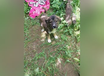 Hundekind „GRACIE“, ausreisebereit Ende Juni 2025, sucht Familie