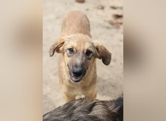 Sophia, geb. ca. 03/2024, lebt in GRIECHENLAND, im städt. Tierheim Serres