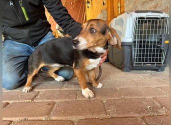 Nelly, geboren 25.12.2024, 29cm sucht ihre Menschen