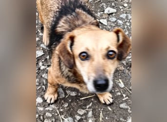 Peaches sucht ihre Familie