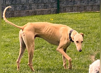 sanfter Galgo-Rüde Pantu (Tierschutz)