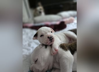 American Bulldog Welpen aus Hybrid/Standard Verpaarung ab Mitte Juni abzugeben, www.cocodin-bulls.de