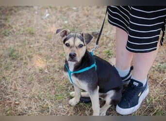 Šime: Hundekind sucht ein Zuhause