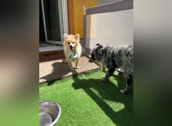 Scotty SR - quirliger Mini-Spitz sucht aktives Zuhause mit Herz
