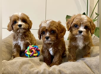 Cavapoo, Pudel, Cavalier King Charles Spaniel