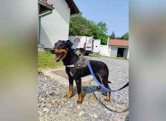 Hübscher Timmy sucht ein Zuhause oder eine Pflegestelle