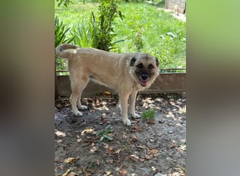 Jessica - ruhige, freundliche Kangal-Mix-Hündin / z.Zt. noch in Rumänien