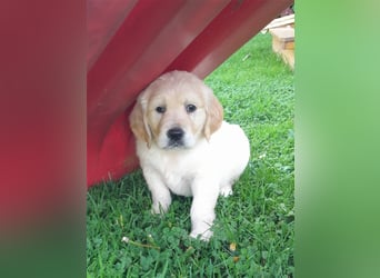 Goldenretrieverwelpen - 3 stramme Burschen suchen ein Zuhause