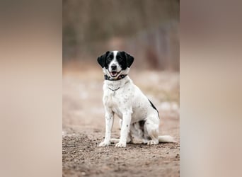 Lebensfroher Henry sucht seine Menschen