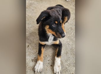 Fraya, geb. ca. 01/2025, lebt in GRIECHENLAND, im städt. Tierheim Serres