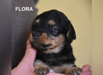 Filou, Pippa, Jenny, Bobby und Flora