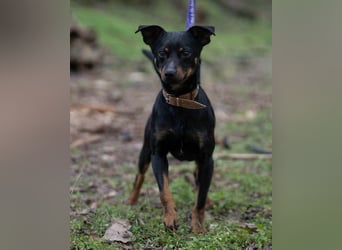 Lieber Lala, ca. 2 Jahre alt, 39 cm, wünscht sich eine Familie