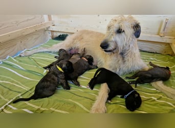 Irish Wolfhound Welpen