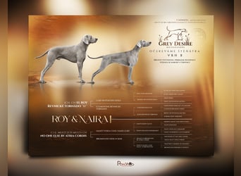 Weimaraner-Welpen