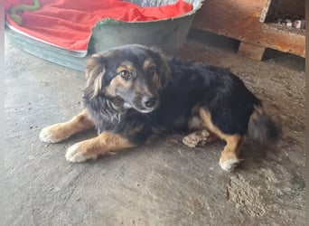 Buddy, 1 Jahr, kleiner Abenteurer sucht großes Herz