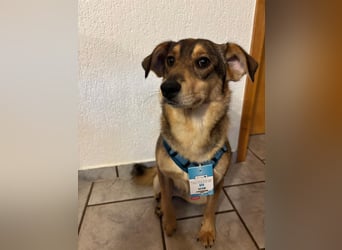 Liebevolles Zuhause für Zhuzhik gesucht