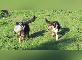 Miniature Australian Shepherd Welpen aus liebevoller Hausaufzucht ohne Abstammungsnachweis.