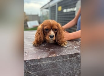 Monty, hübscher Cavalier King Charles Spaniel Rüde geb. 2024