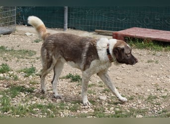 Stephan - Ein hoffnungsvoller Hund sucht sein Zuhause