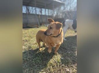 Ginger will Zuhause ankommen