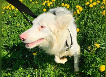 Alaska3 06/2024 (in Deutschland) - eine ganz besondere Border-Collie Hündin!
