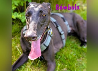 Bámbola 02/2023 (in Deutschland) - lebensfrohe, liebevolle und neugierige Galga!