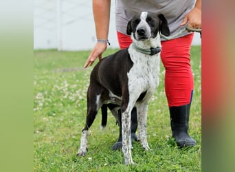 Casimo, Mix Labrador / Pointer, lieb und sozial