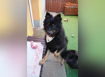 Theo SR – Schlauer Wirbelwind mit treuem Blick sucht aktives Zuhause