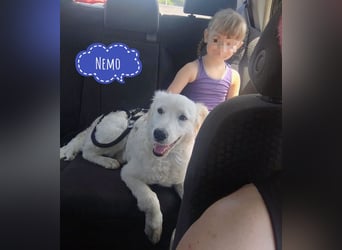 Nemo ein absoluter Schatz