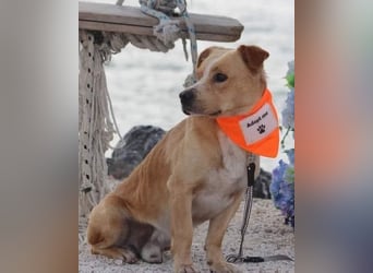 Max & Kika ❤️ liebevolles Zuhause gesucht